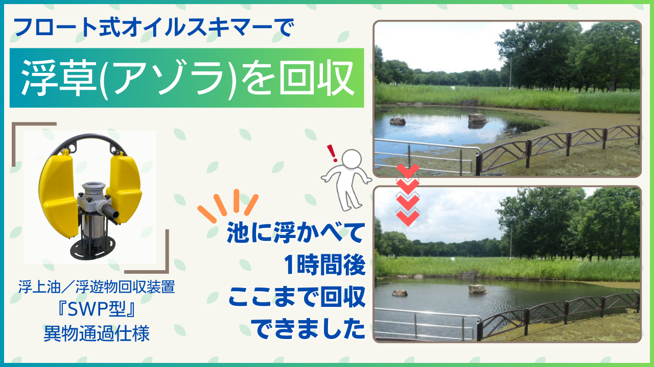 アゾラ回収202407